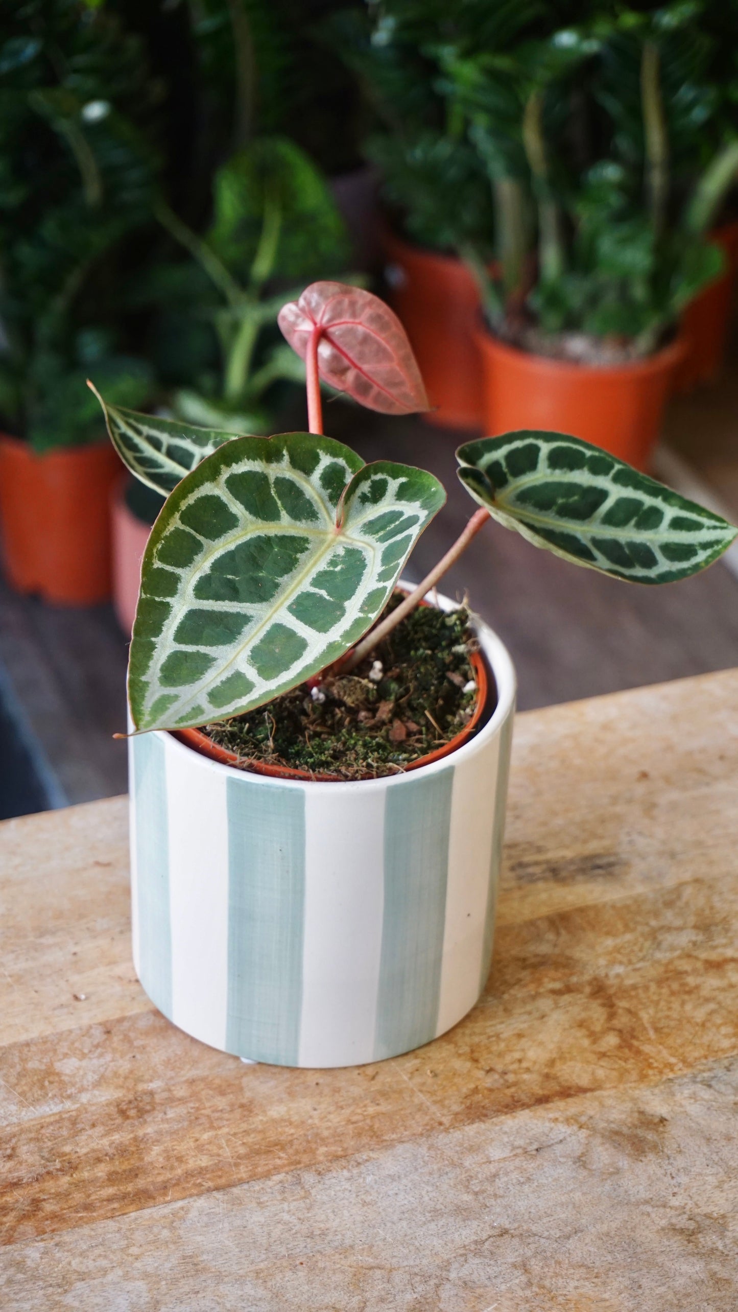 Anthurium Crystallinum Select