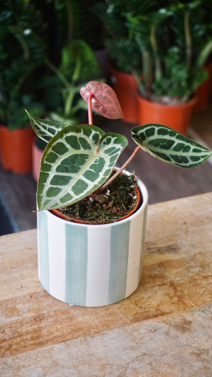 Anthurium Crystallinum Select