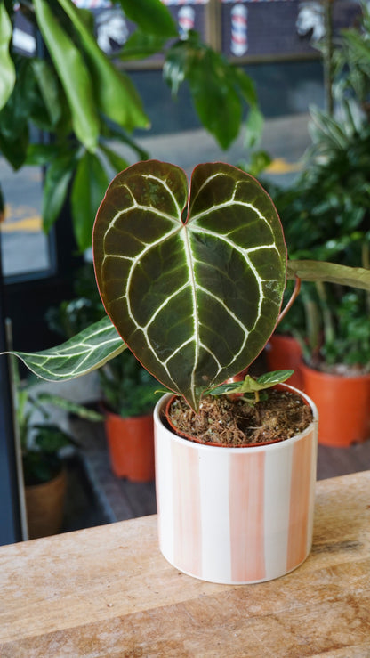Anthurium Crystallinum Select II