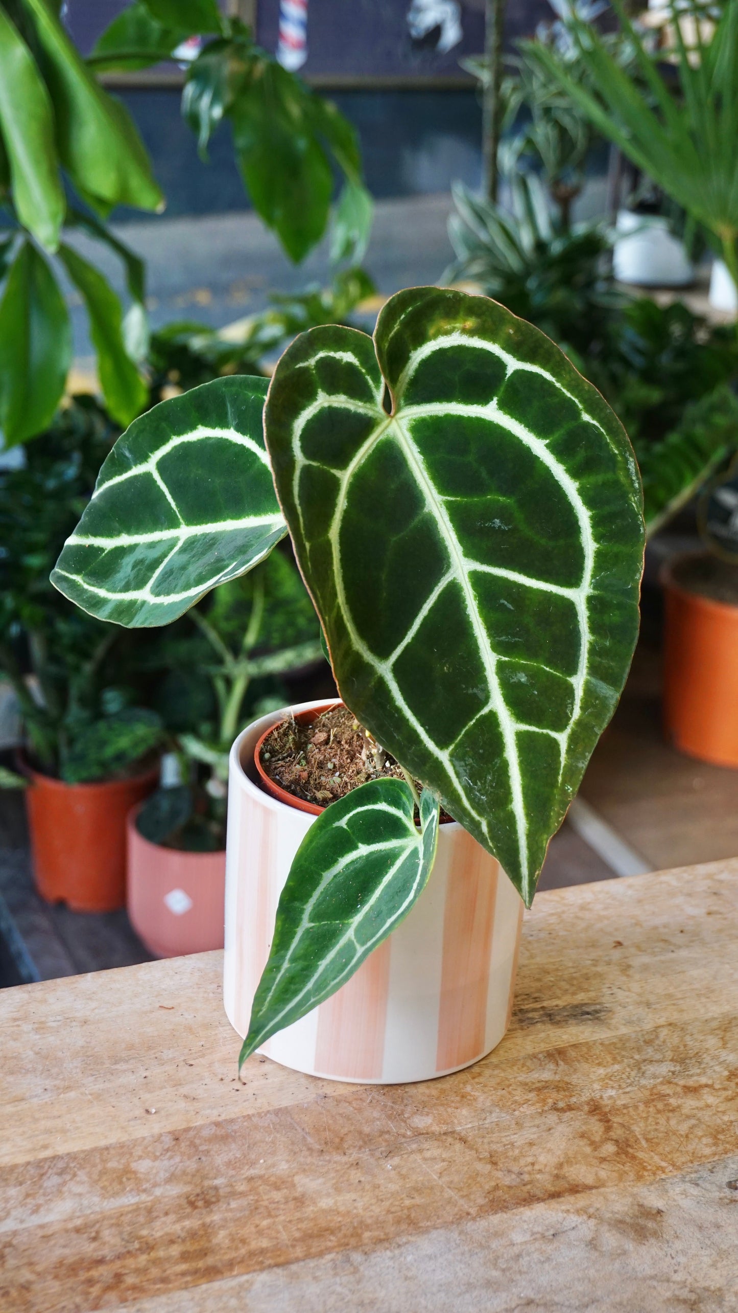 Anthurium Crystallinum Select II