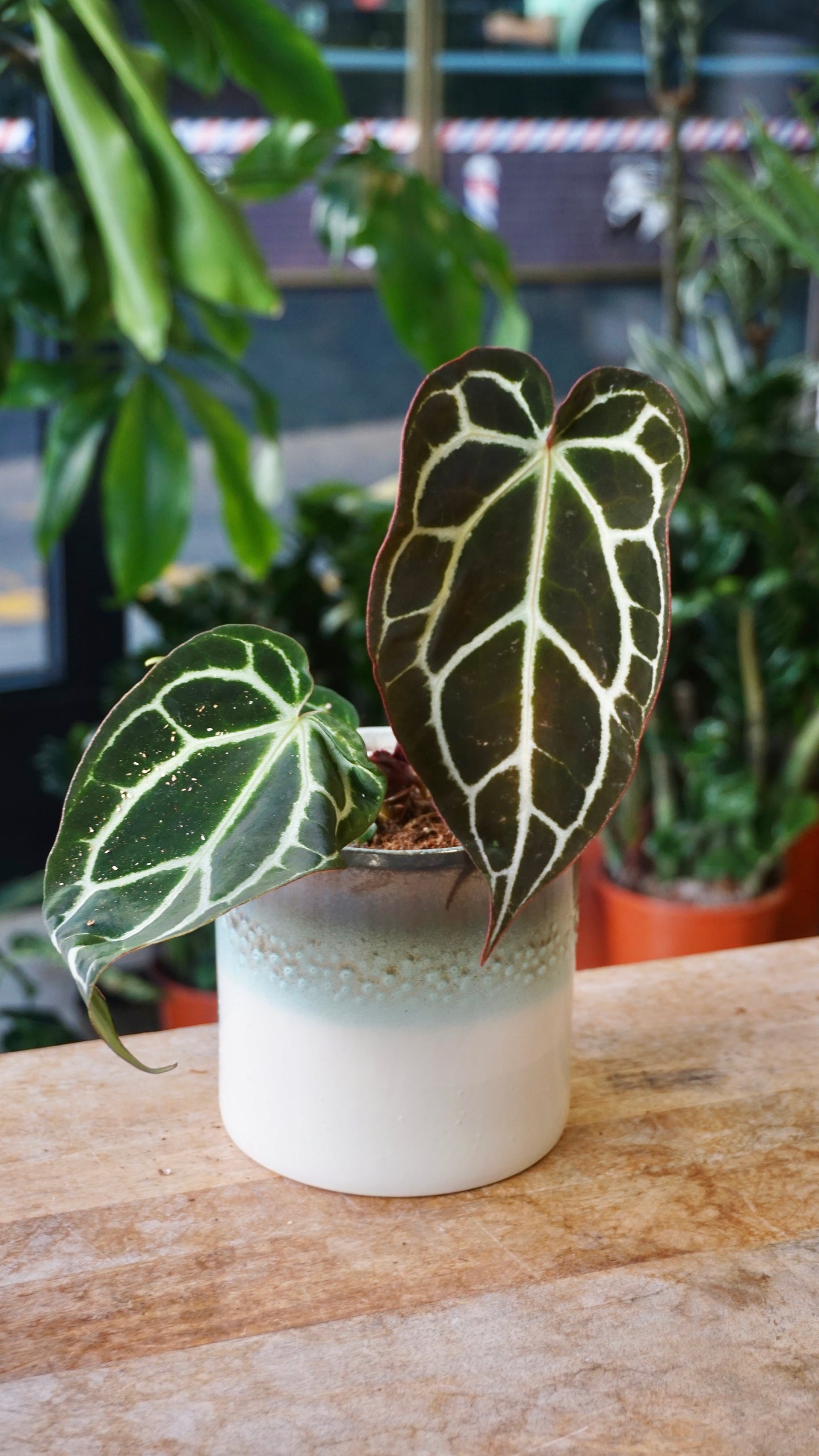 Anthurium Crystallinum Select II