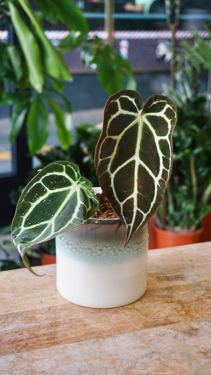 Anthurium Crystallinum Select II