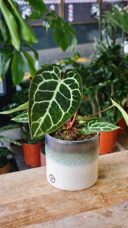 Anthurium Crystallinum Select II