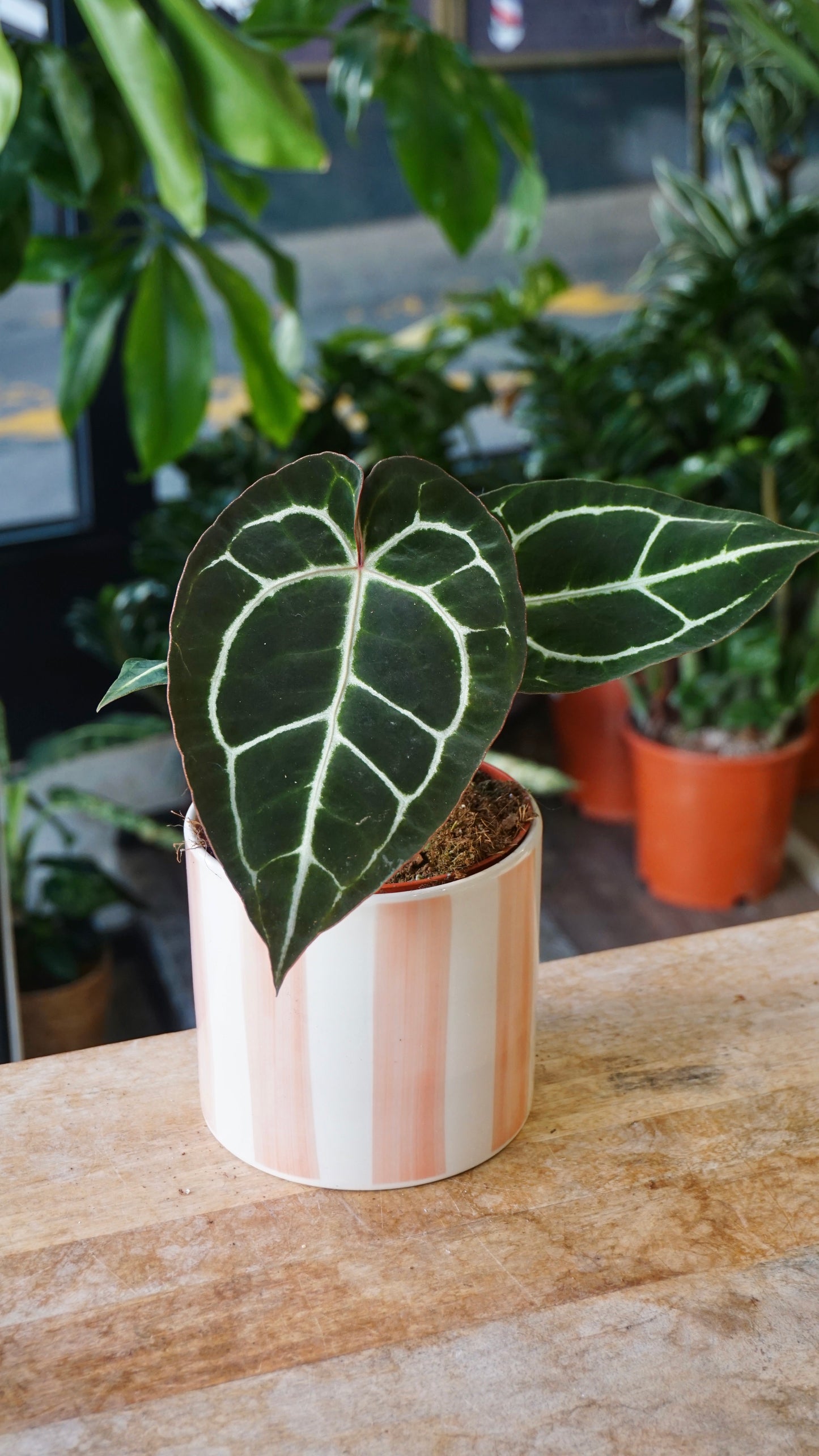 Anthurium Crystallinum Select II