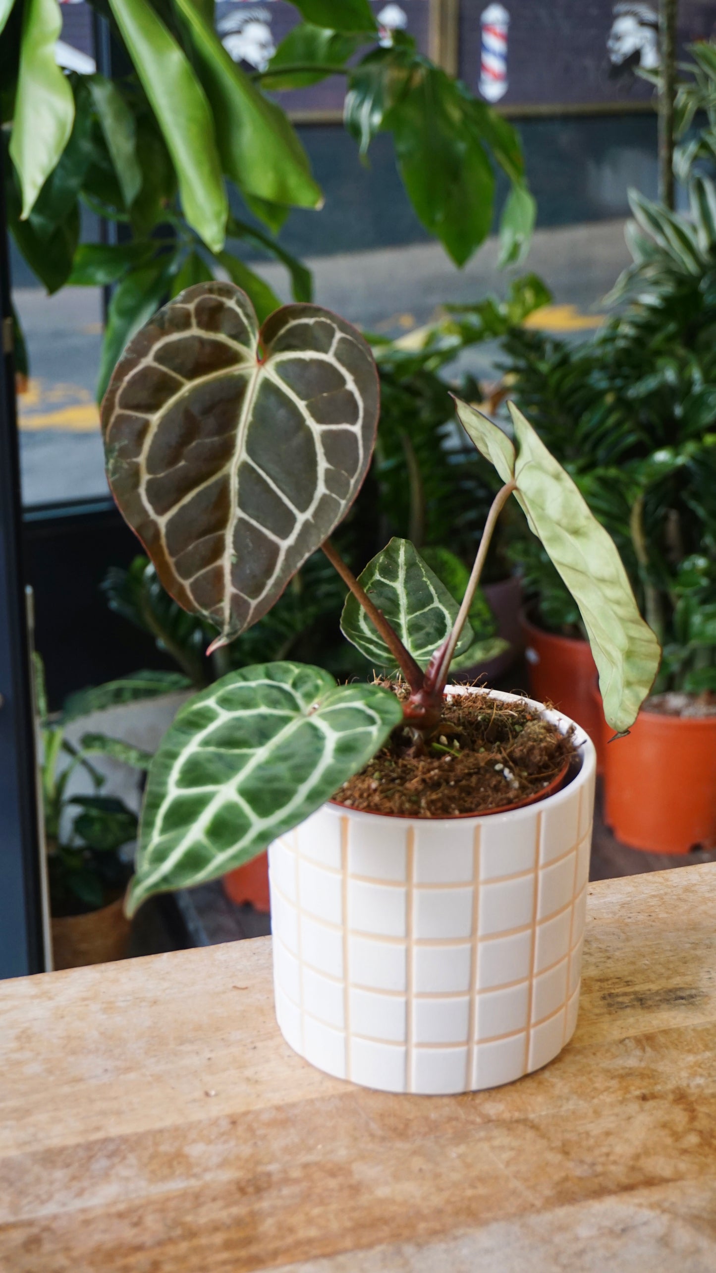 Anthurium Crystallinum Select II