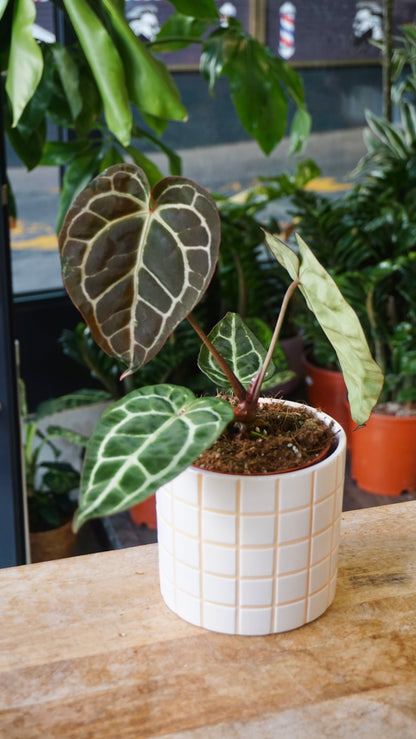 Anthurium Crystallinum Select II