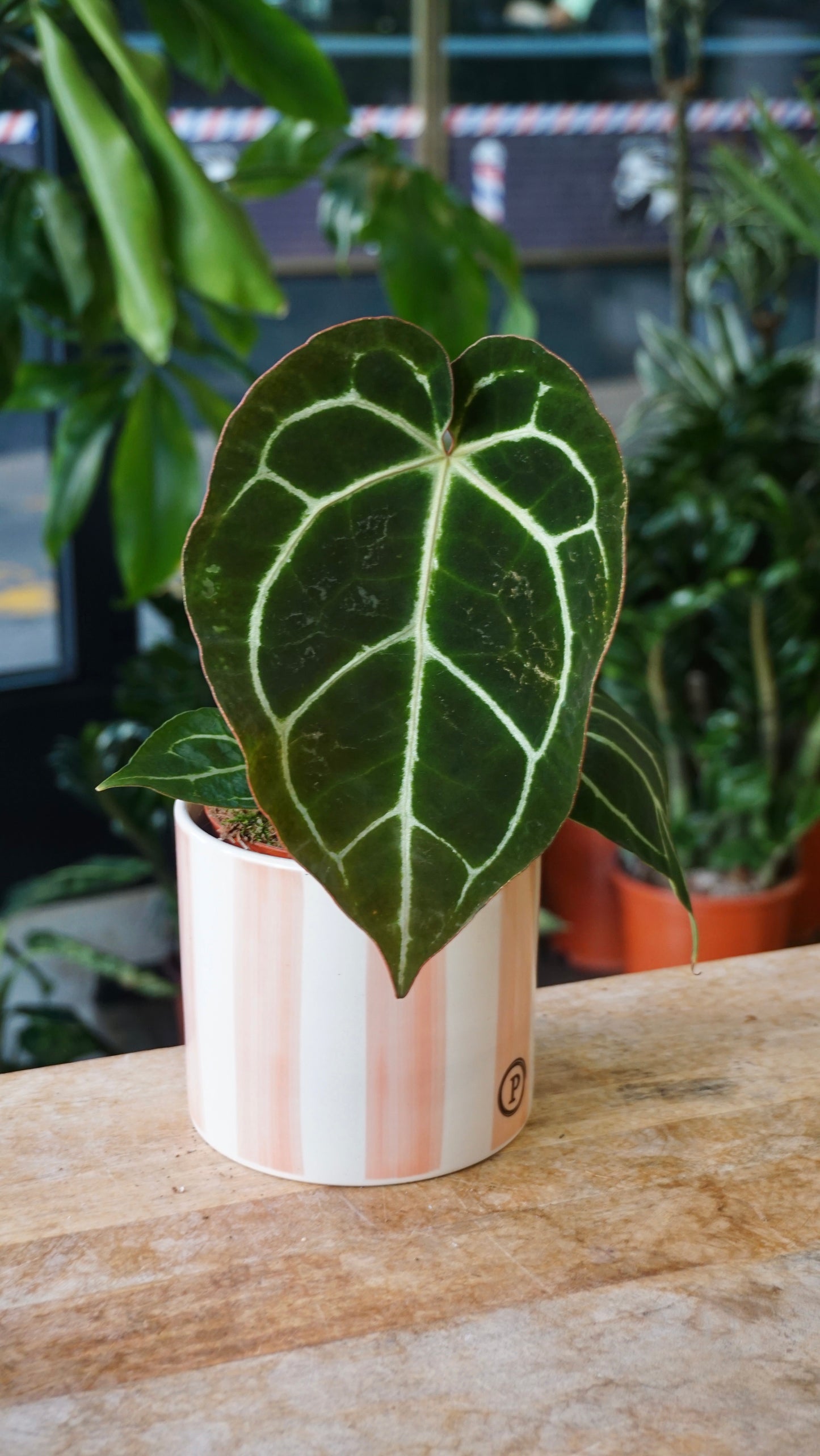 Anthurium Crystallinum Select II