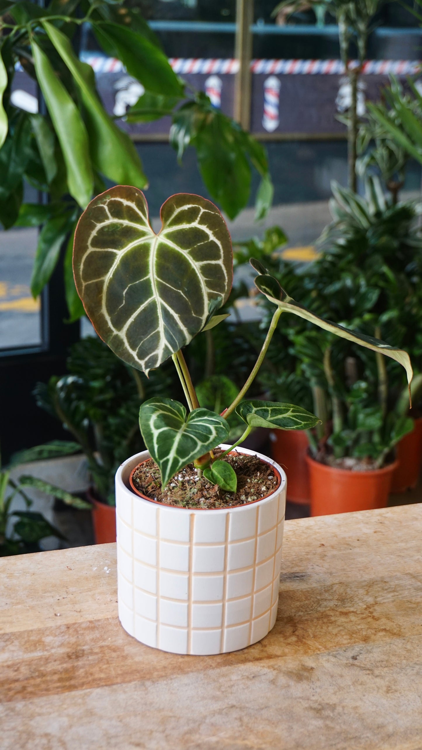 Anthurium Crystallinum Select II