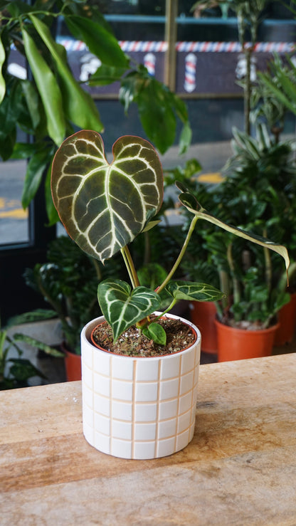 Anthurium Crystallinum Select II