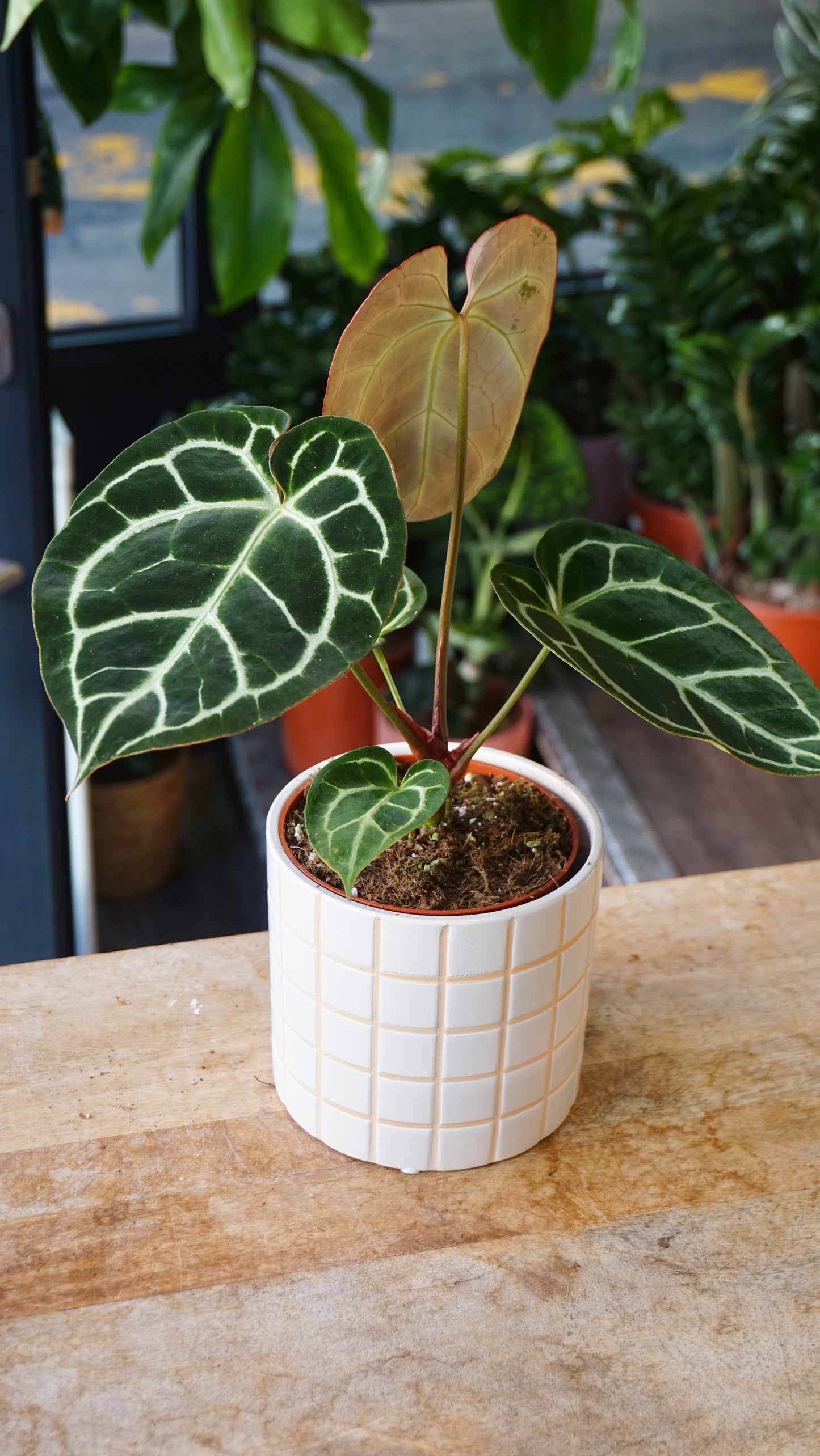 Anthurium Crystallinum Select II