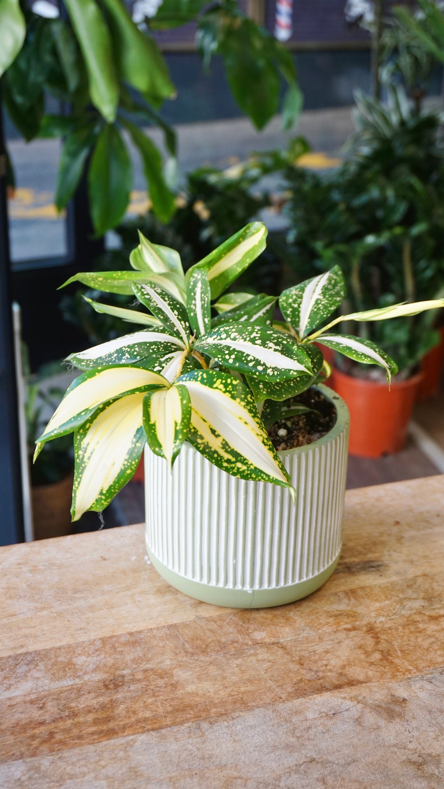 Dracaena Milky Way