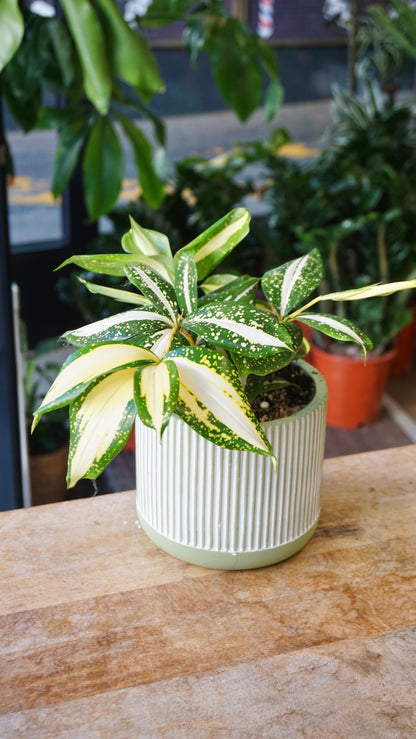 Dracaena Milky Way