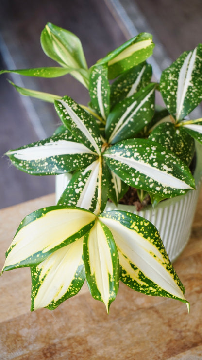 Dracaena Milky Way
