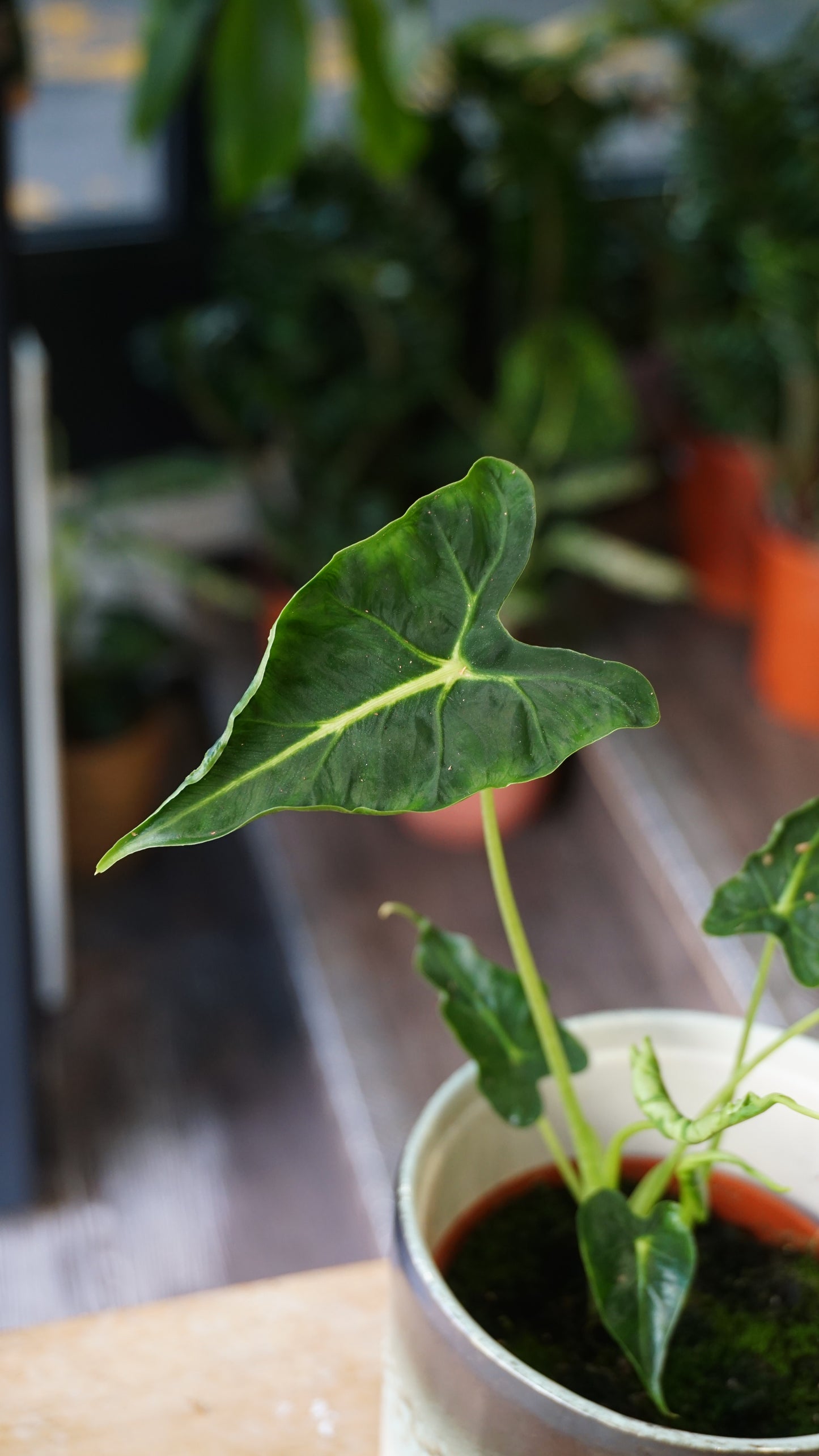 Alocasia Frydek Tattoo