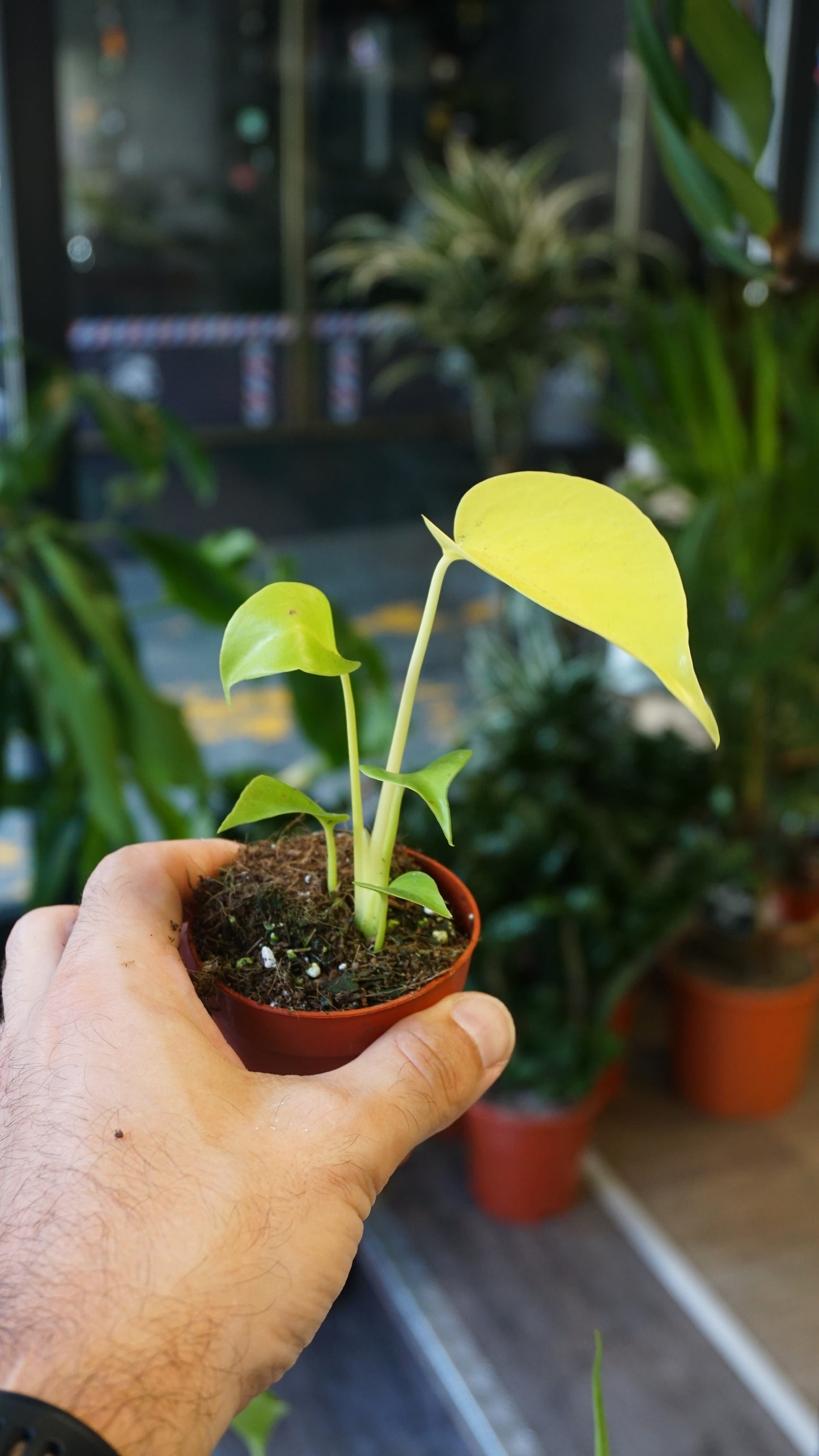 Monstera Lime Banana studio plantes rares jungle jardinerie strasbourg rare plant shop online pflanzen