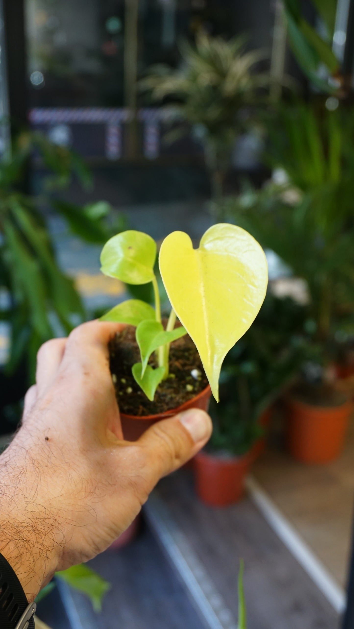 Monstera Lime Banana studio plantes rares jungle jardinerie strasbourg rare plant shop online pflanzen