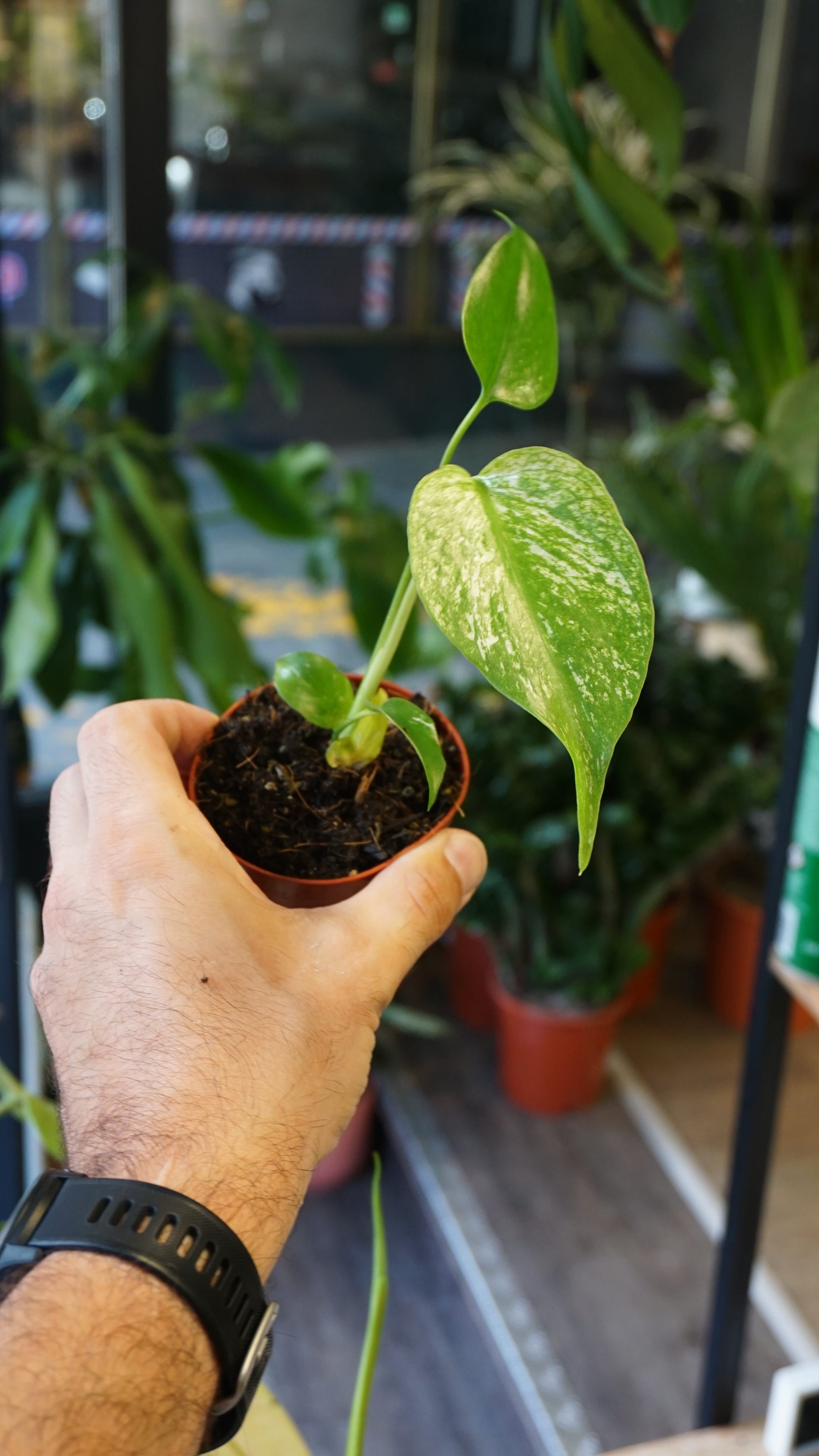 Monstera Devil Monster baby studio plantes rares jungle jardinerie strasbourg rare plant shop online pflanzen