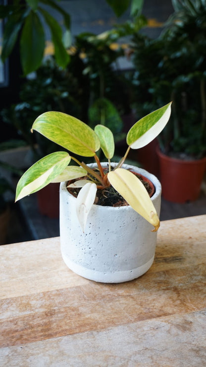 Philodendron Painted Lady Albo Variegata studio plantes rares jungle jardinerie strasbourg rare plant shop online pflanzen