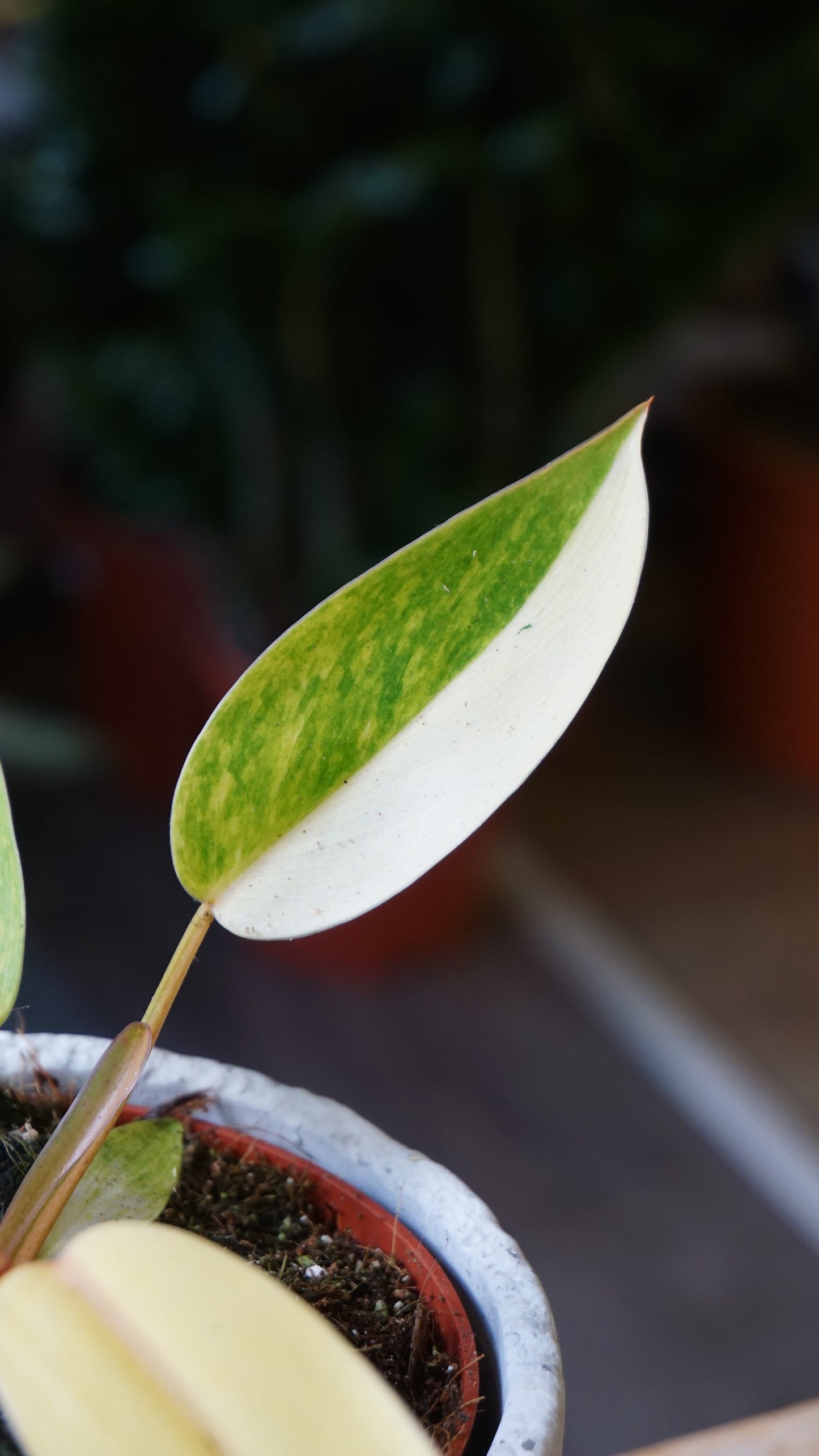 Philodendron Painted Lady Albo Variegata studio plantes rares jungle jardinerie strasbourg rare plant shop online pflanzen