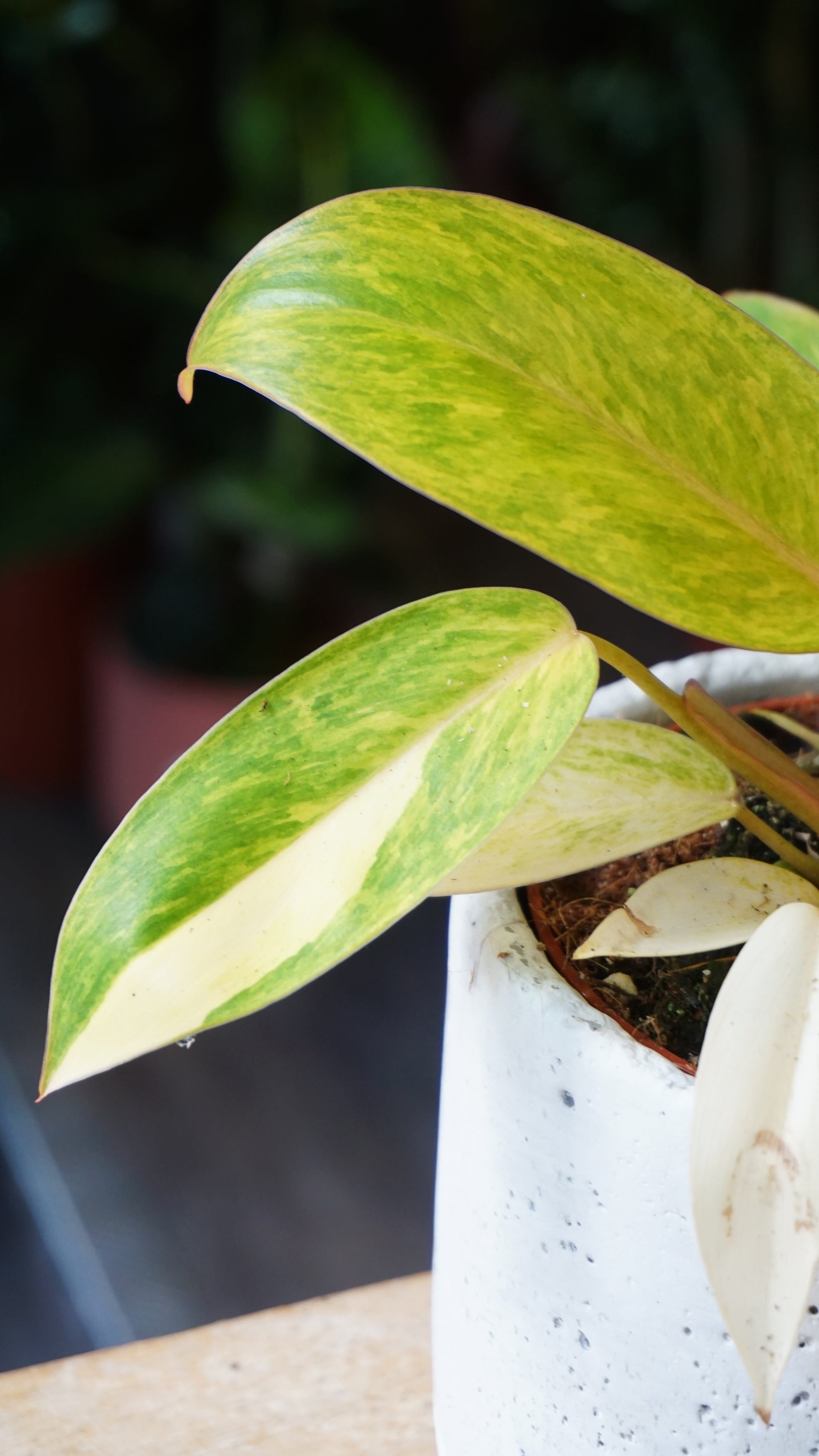 Philodendron Painted Lady Albo Variegata studio plantes rares jungle jardinerie strasbourg rare plant shop online pflanzen