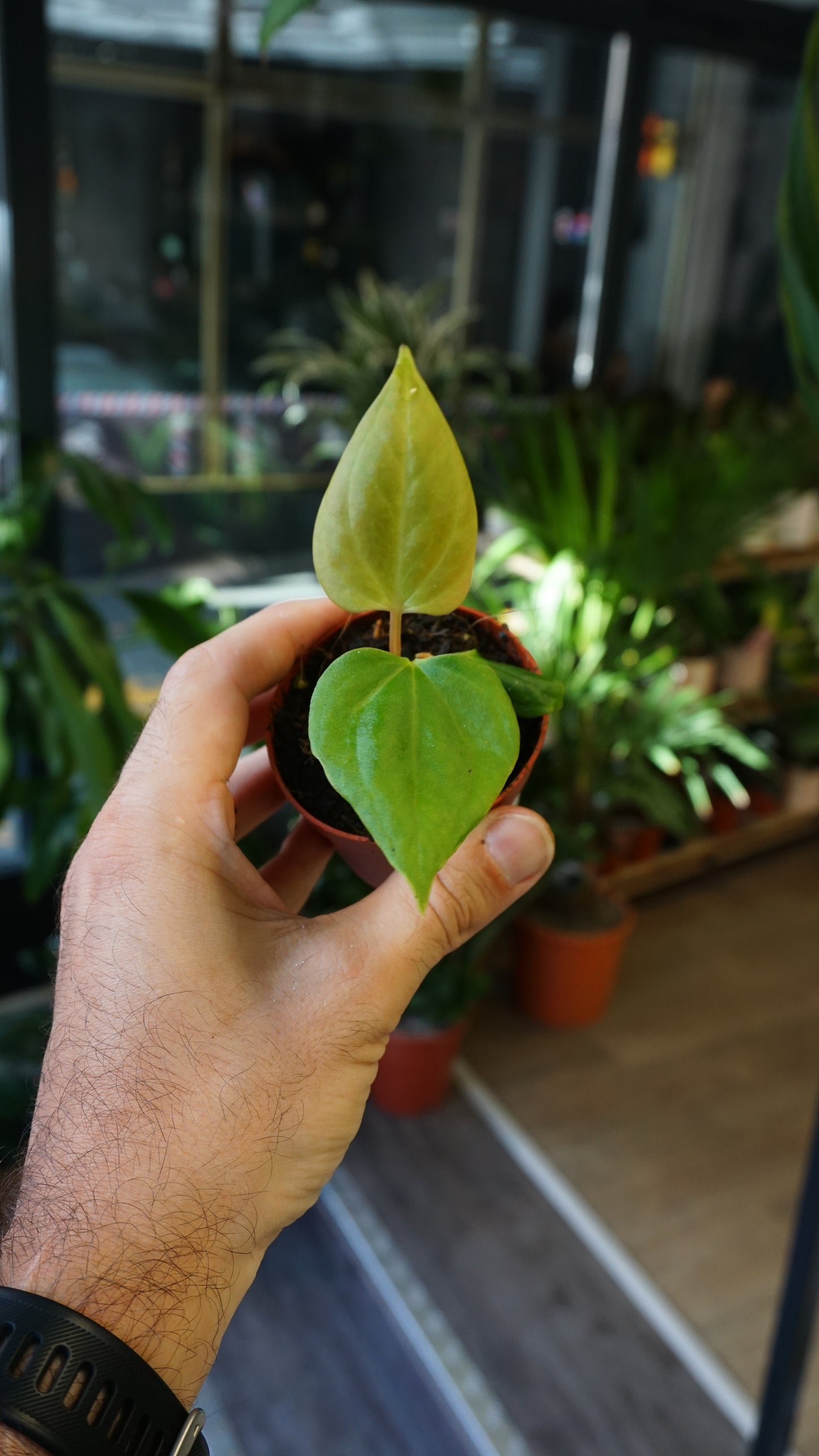 Anthurium Portillae