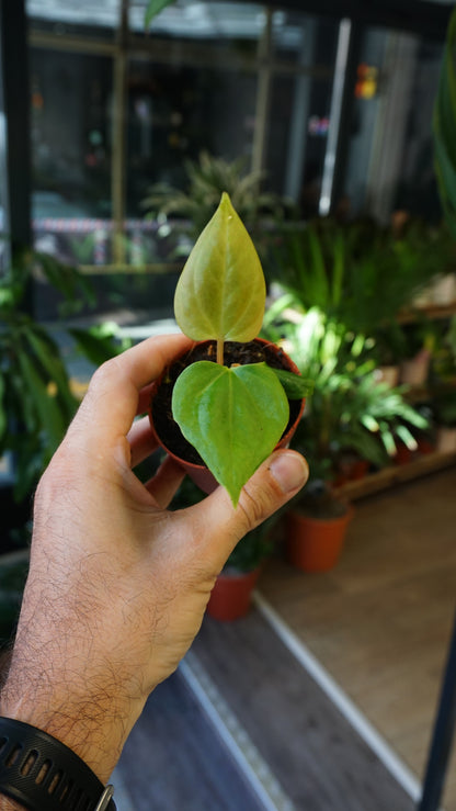 Anthurium Portillae