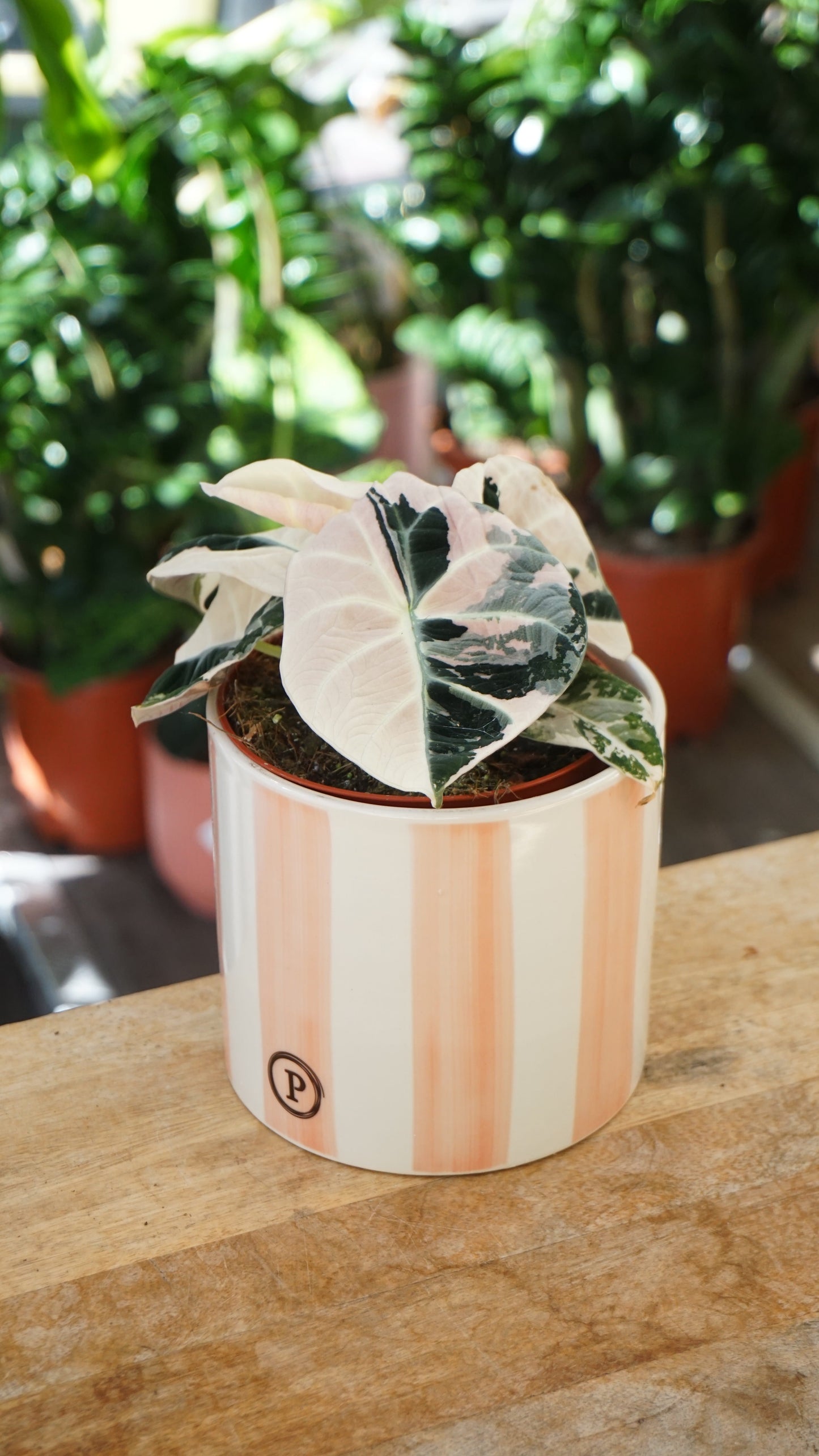 Alocasia Black Velvet Pink Variegata studio plantes rares jungle jardinerie strasbourg rare plant shop online pflanzen