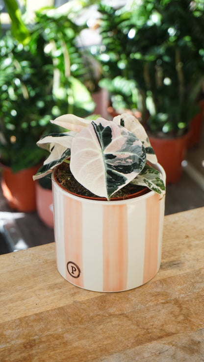 Alocasia Black Velvet Pink Variegata studio plantes rares jungle jardinerie strasbourg rare plant shop online pflanzen