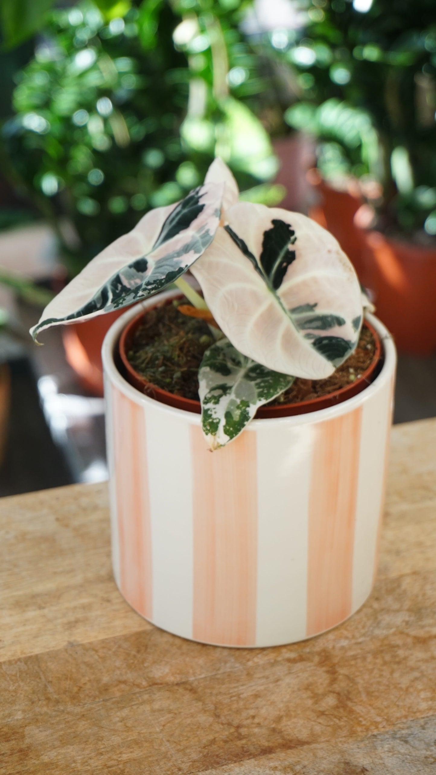Alocasia Black Velvet Pink Variegata studio plantes rares jungle jardinerie strasbourg rare plant shop online pflanzen