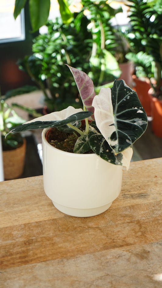 Alocasia Black Velvet Pink Variegata studio plantes rares jungle jardinerie strasbourg rare plant shop online pflanzen