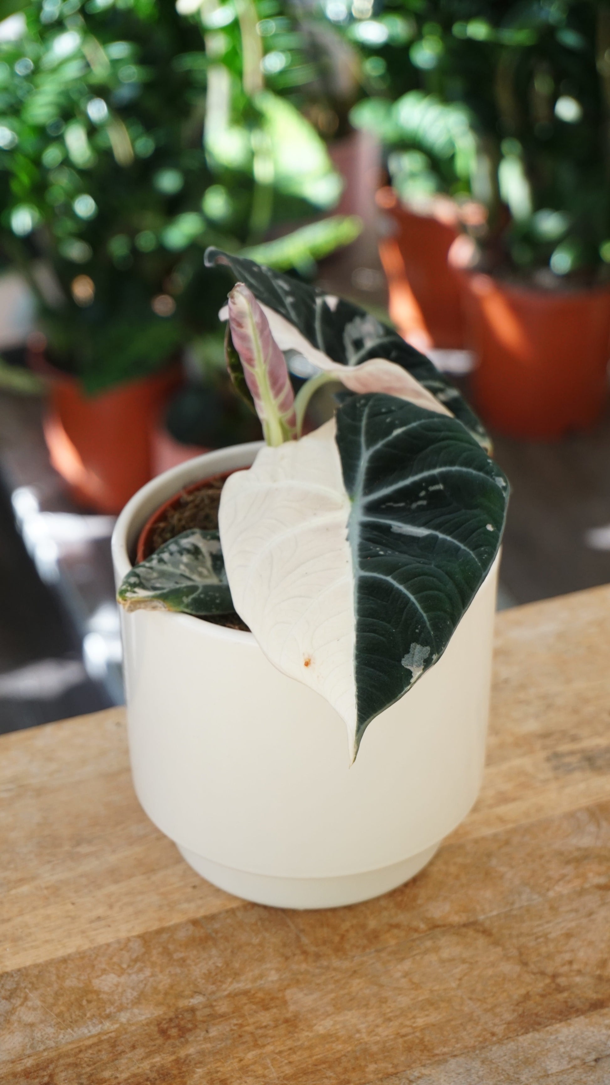 Alocasia Black Velvet Pink Variegata studio plantes rares jungle jardinerie strasbourg rare plant shop online pflanzen