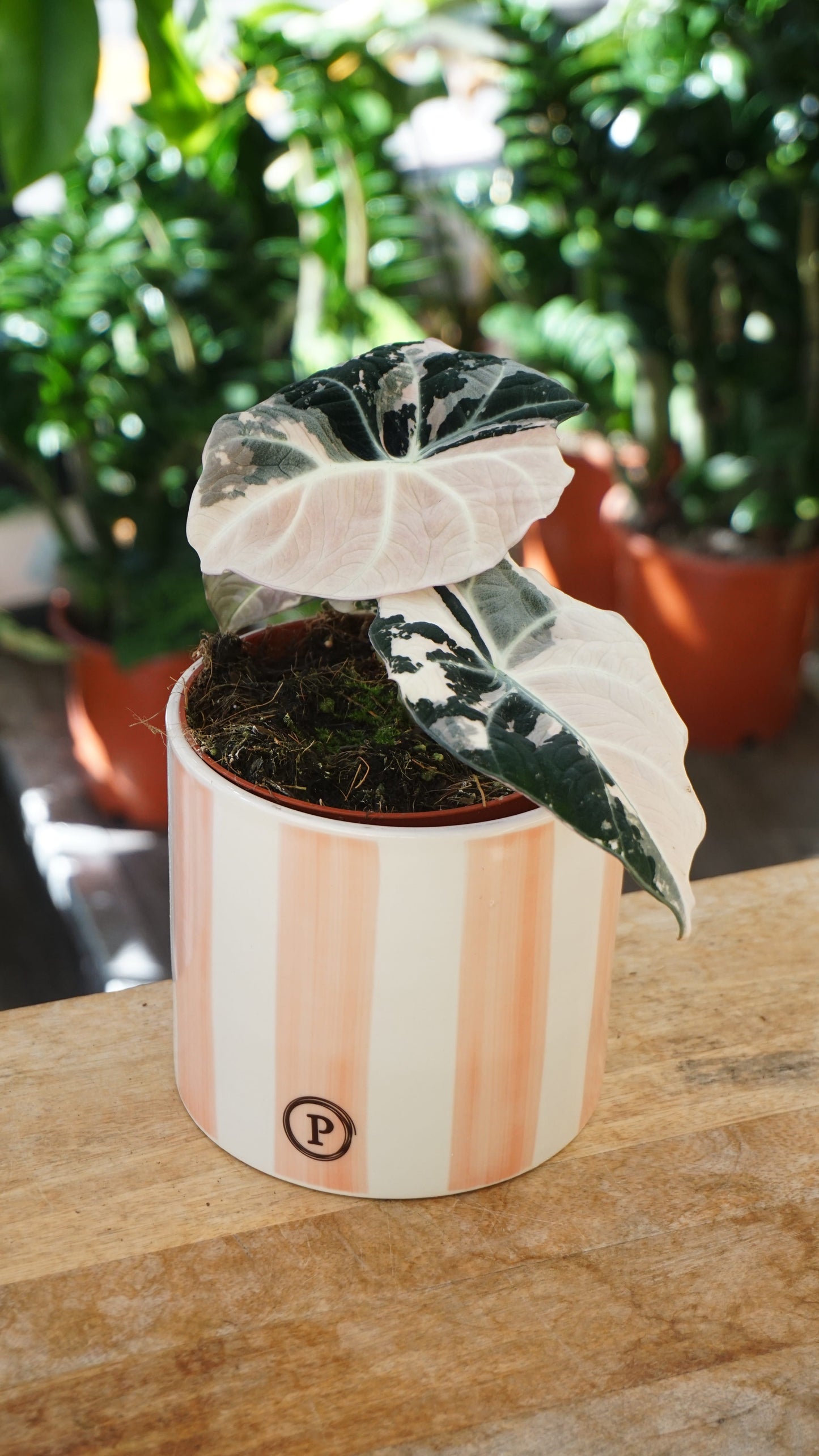 Alocasia Black Velvet Pink Variegata studio plantes rares jungle jardinerie strasbourg rare plant shop online pflanzen