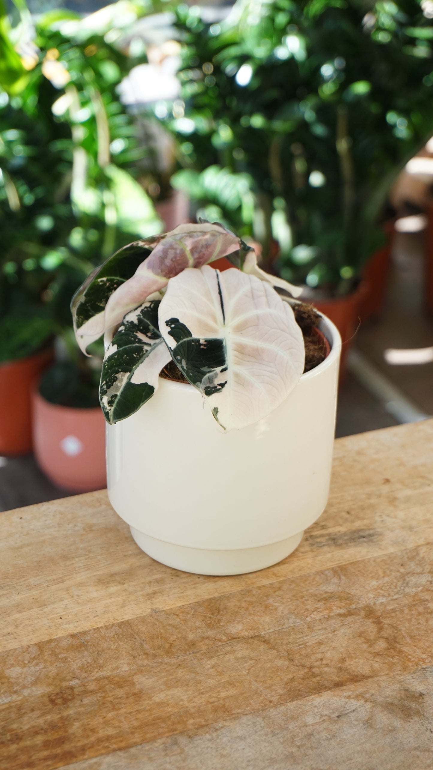Alocasia Black Velvet Pink Variegata studio plantes rares jungle jardinerie strasbourg rare plant shop online pflanzen