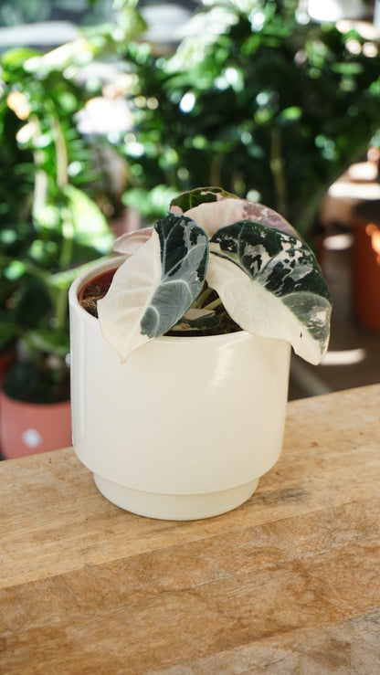 Alocasia Black Velvet Pink Variegata studio plantes rares jungle jardinerie strasbourg rare plant shop online pflanzen