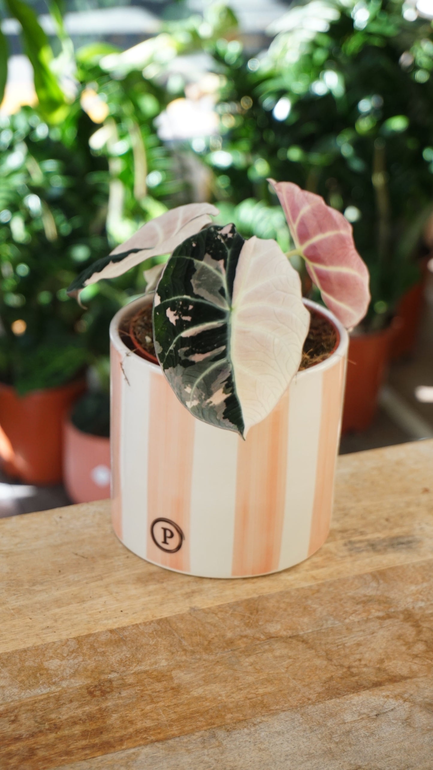 Alocasia Black Velvet Pink Variegata studio plantes rares jungle jardinerie strasbourg rare plant shop online pflanzen