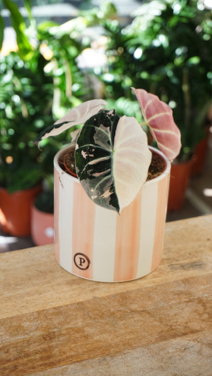 Alocasia Black Velvet Pink Variegata studio plantes rares jungle jardinerie strasbourg rare plant shop online pflanzen