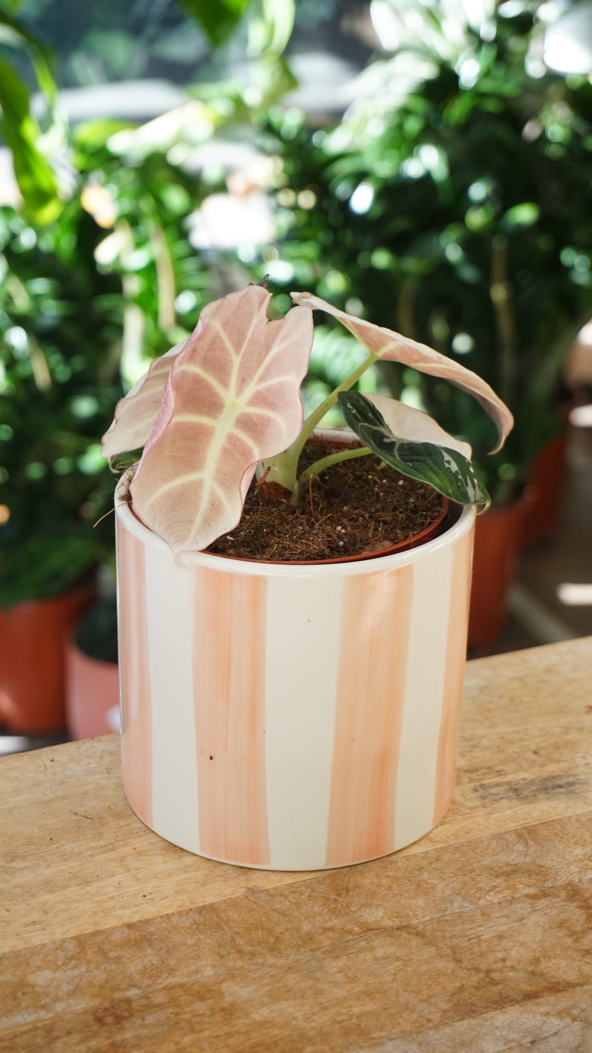 Alocasia Black Velvet Pink Variegata studio plantes rares jungle jardinerie strasbourg rare plant shop online pflanzen