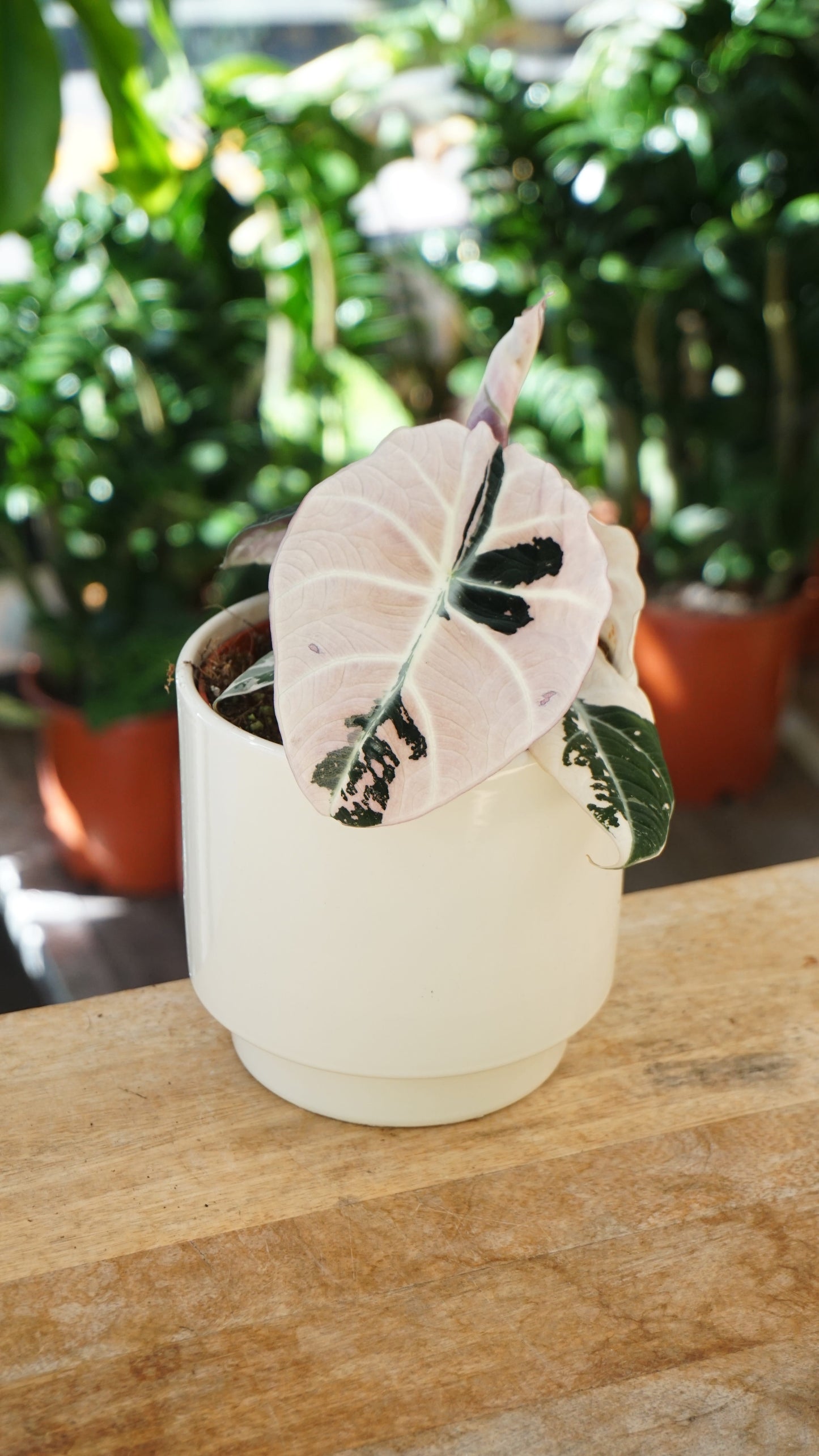Alocasia Black Velvet Pink Variegata studio plantes rares jungle jardinerie strasbourg rare plant shop online pflanzen