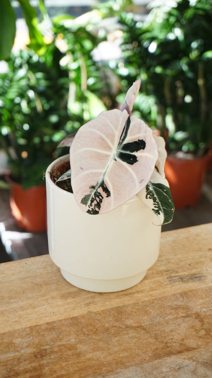 Alocasia Black Velvet Pink Variegata studio plantes rares jungle jardinerie strasbourg rare plant shop online pflanzen