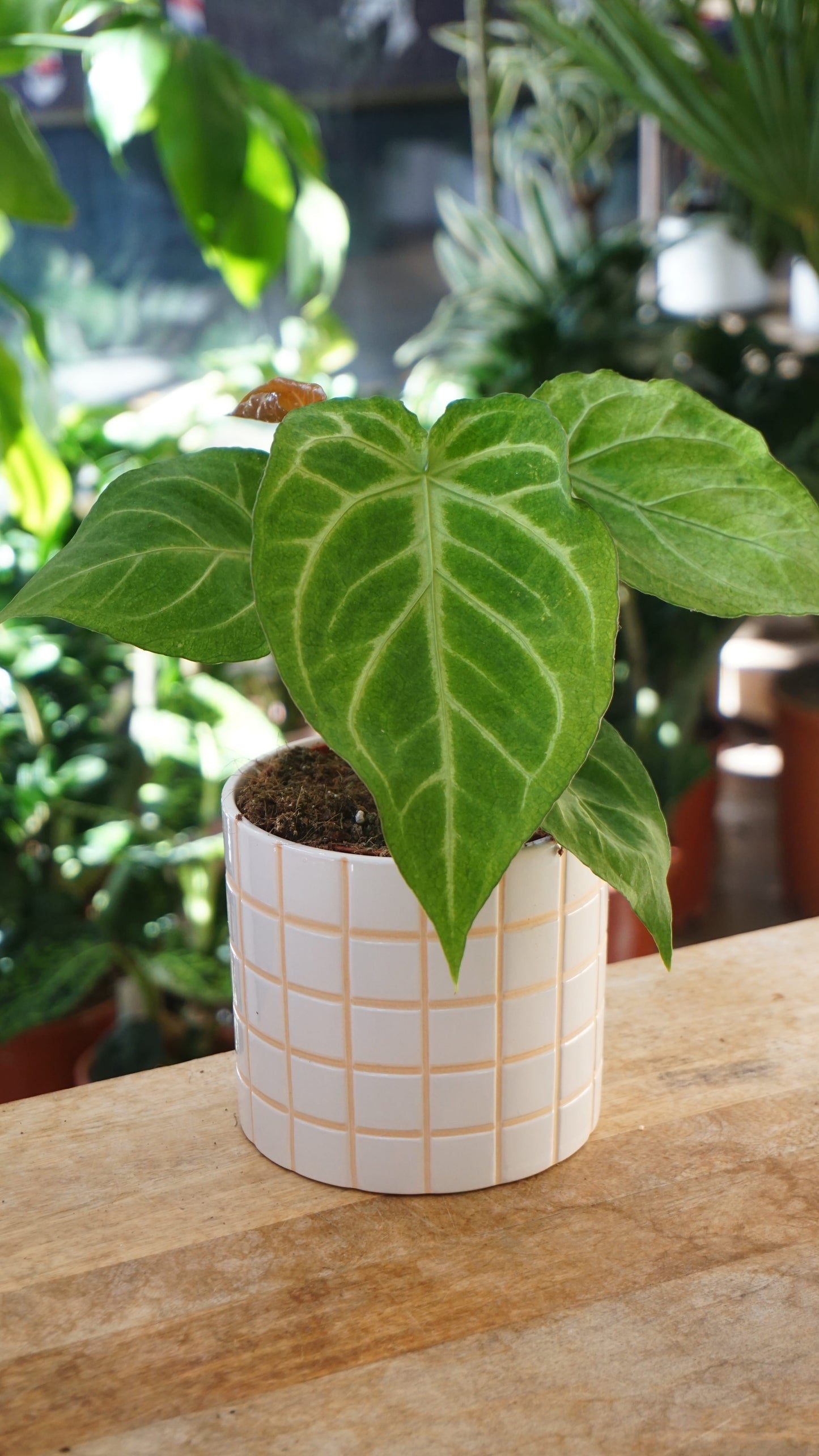 Anthurium Magnificum Mint studio plantes rares jungle jardinerie strasbourg rare plant shop online pflanzen
