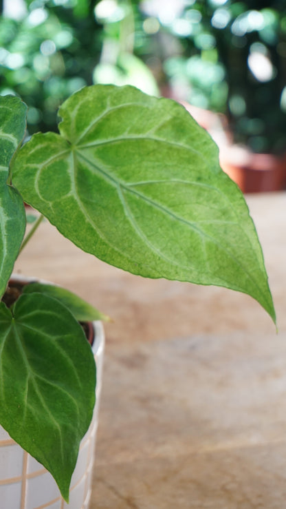 Anthurium Magnificum Mint studio plantes rares jungle jardinerie strasbourg rare plant shop online pflanzen