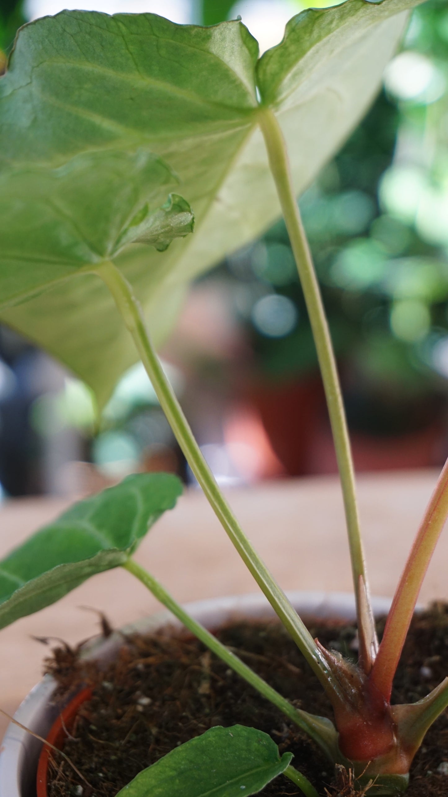 Anthurium Magnificum Mint studio plantes rares jungle jardinerie strasbourg rare plant shop online pflanzen