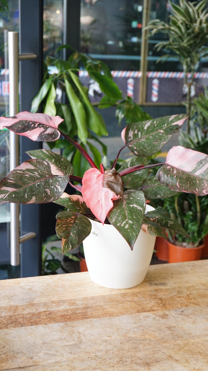 Philodendron Pink Princess Marble studio plantes rares jungle jardinerie strasbourg rare plant shop online pflanzen