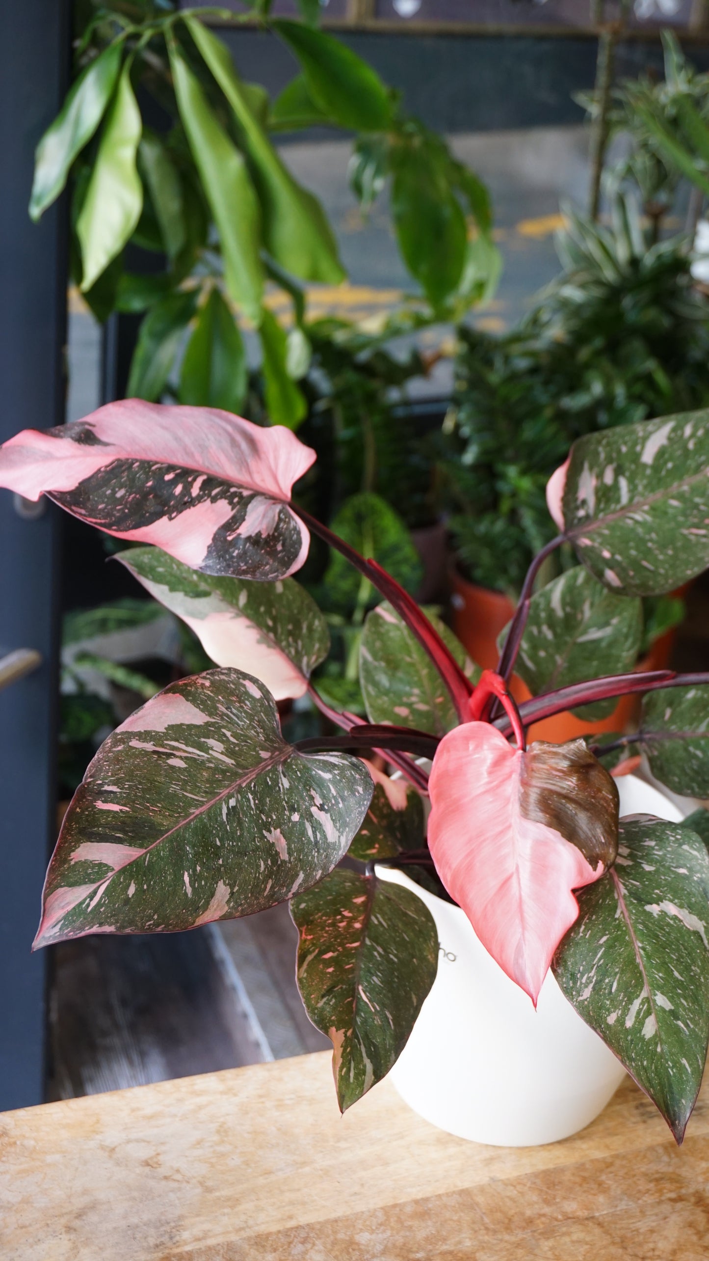 Philodendron Pink Princess Marble studio plantes rares jungle jardinerie strasbourg rare plant shop online pflanzen