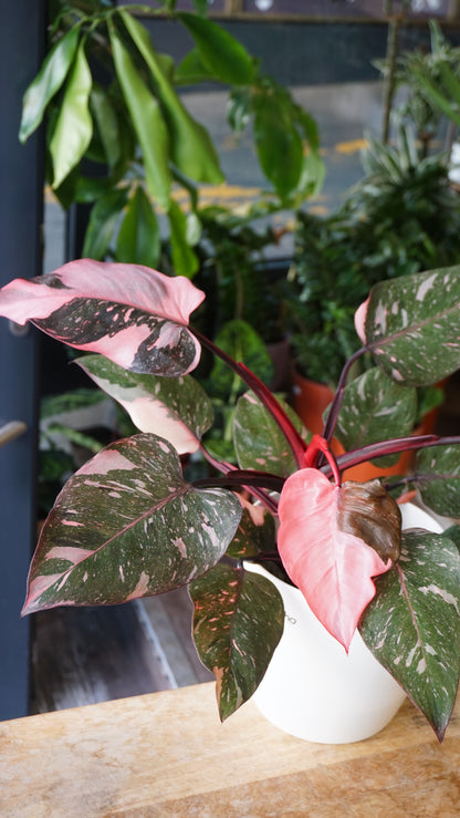 Philodendron Pink Princess Marble studio plantes rares jungle jardinerie strasbourg rare plant shop online pflanzen