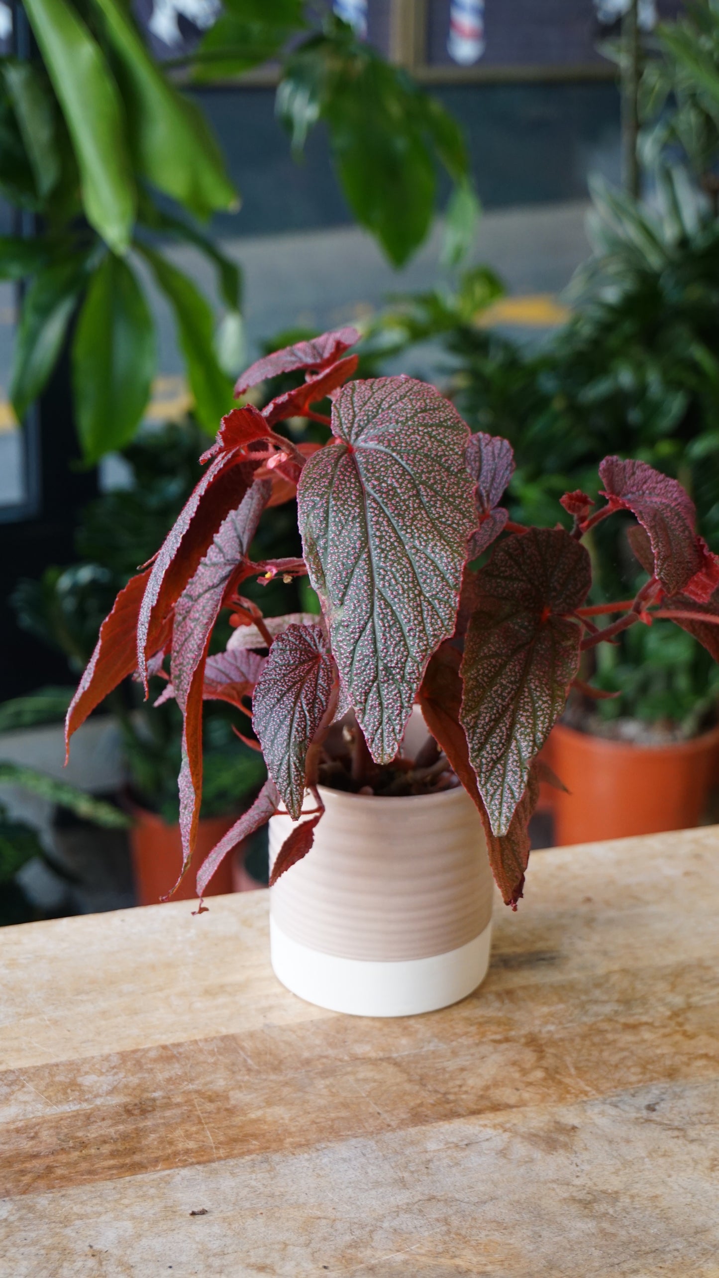 Begonia Morris studio plantes rares jungle jardinerie strasbourg rare plant shop online pflanzen