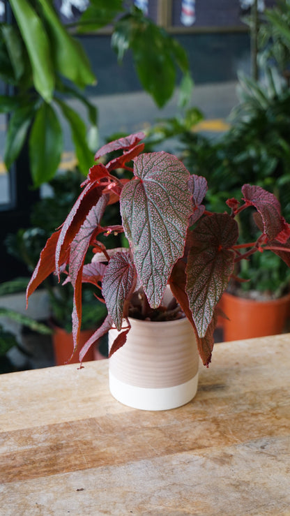 Begonia Morris studio plantes rares jungle jardinerie strasbourg rare plant shop online pflanzen