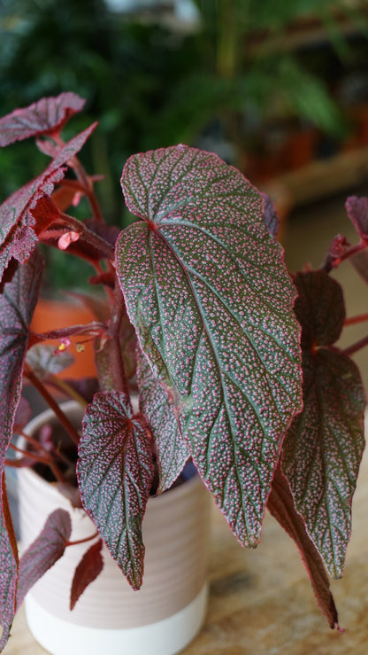 Begonia Morris studio plantes rares jungle jardinerie strasbourg rare plant shop online pflanzen