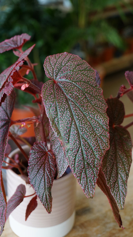 Begonia Morris studio plantes rares jungle jardinerie strasbourg rare plant shop online pflanzen