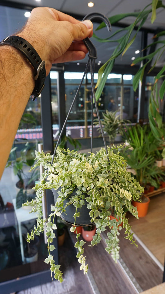 Dischidia Ruscifolia Variegata studio plantes rares jungle jardinerie strasbourg rare plant shop online pflanzen